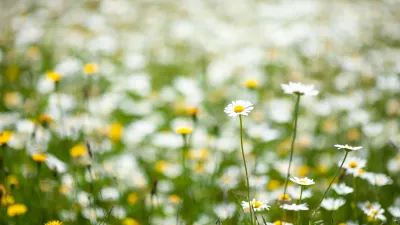 Margeriten-Wiese