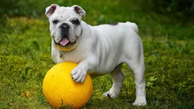 Englische Bulldoge mit Ball