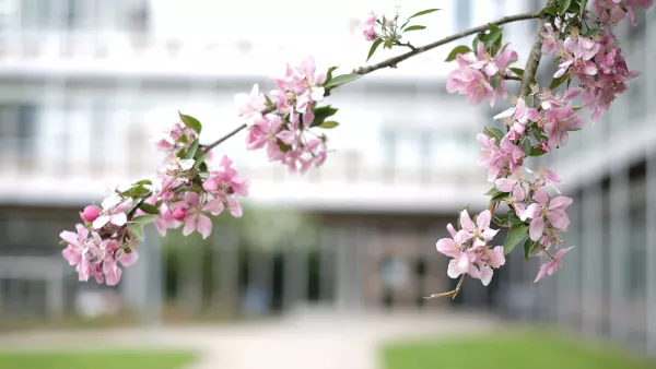 Kirschblüte